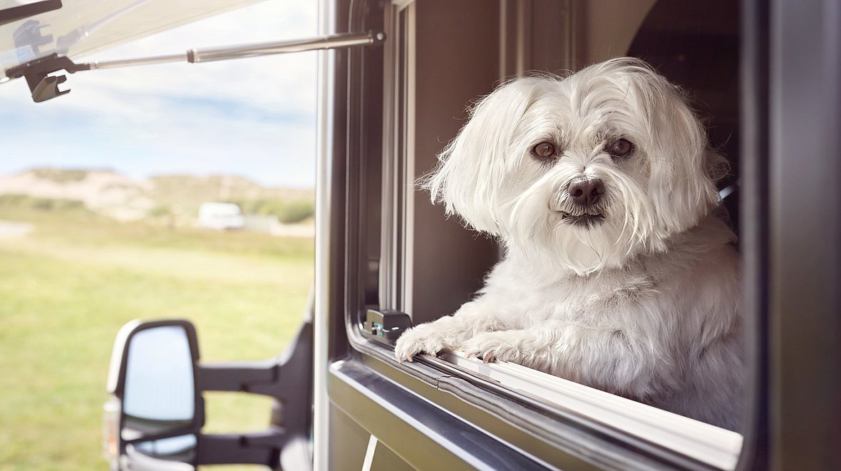 Ein kleiner Hund schaut aus dem Fenster eines Reisemobils.