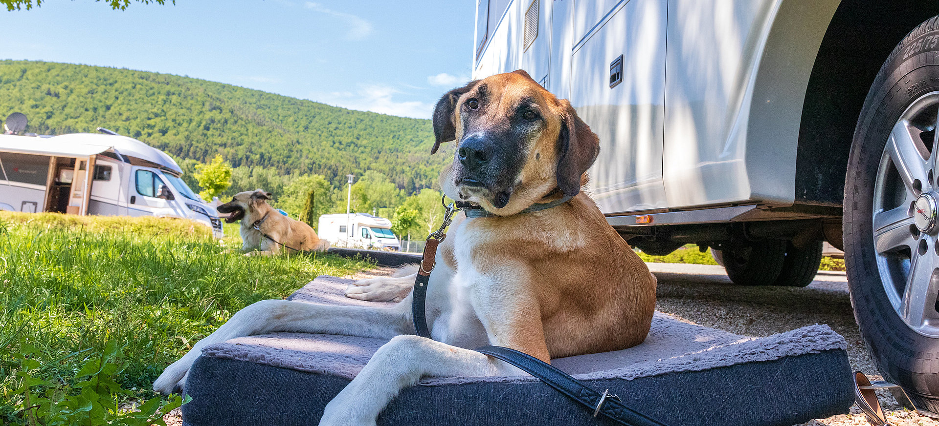 Sie möchten mit Ihrem Hund in den Camping-Urlaub fahren? Damit Ihre Reise mit dem Wohnwagen oder Wohnmobil auch für Ihren Vierbeiner ein schönes Erlebnis wird, finden Sie bei uns nützliche Tipps und Tricks.